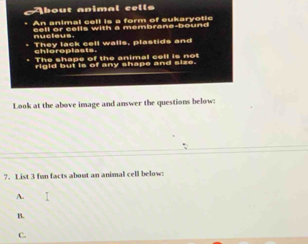 bout animal cells 
An animal cell is a form of eukaryotic 
nucleus. cell or cells with a membrane-bound 
They lack cell walls, plastids and chioroplasts. 
The shape of the animal cell is not 
rigid but is of any shape and size. 
Look at the above image and answer the questions below: 
7. List 3 fun facts about an animal cell below: 
A. 
B. 
C.