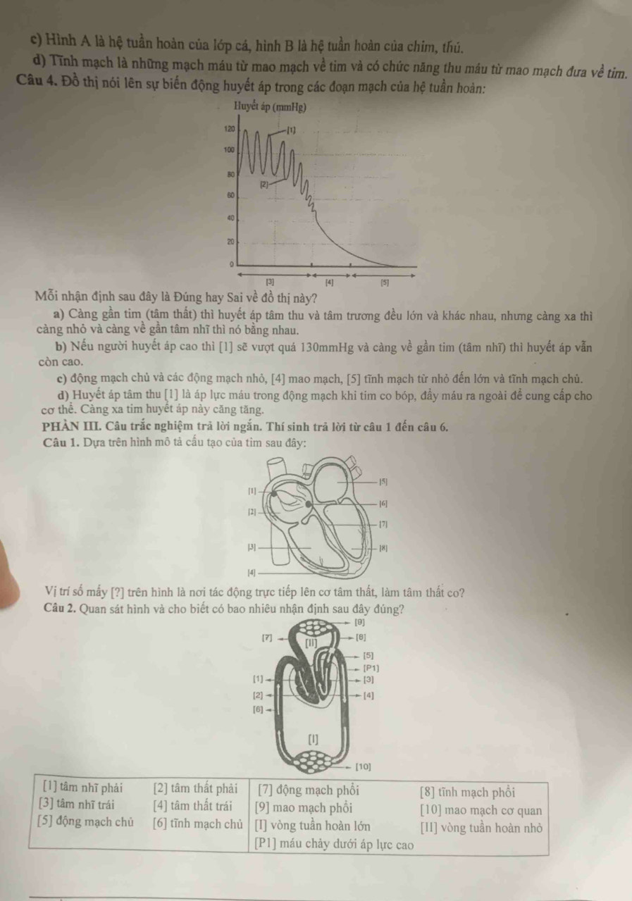 c) Hình A là hệ tuần hoàn của lớp cá, hình B là hệ tuần hoàn của chim, thú.
d) Tĩnh mạch là những mạch máu từ mao mạch về tim và có chức năng thu máu từ mao mạch đưa về tim.
Câu 4. Đồ thị nói lên sự biến động huyết áp trong các đoạn mạch của hệ tuần hoàn:
Mỗi nhận định sau đây là Đúng hay Sai về đồ thị này?
a) Càng gần tim (tâm thất) thì huyết áp tâm thu và tâm trương đều lớn và khác nhau, nhưng càng xa thì
càng nhỏ và càng về gần tâm nhĩ thì nó bằng nhau.
b) Nếu người huyết áp cao thì [1] sẽ vượt quá 130mmHg và càng về gần tim (tâm nhĩ) thì huyết áp vẫn
còn cao.
c) động mạch chủ và các động mạch nhỏ, [4] mao mạch, [5] tĩnh mạch từ nhỏ đến lớn và tĩnh mạch chủ.
d) Huyết áp tâm thu [1] là áp lực máu trong động mạch khi tim co bóp, đẩy máu ra ngoài để cung cấp cho
cơ thể. Càng xa tim huyêt áp này căng tăng.
PHÀN III. Câu trắc nghiệm trả lời ngắn. Thí sinh trả lời từ câu 1 đến câu 6.
Câu 1. Dựa trên hình mô tả cấu tạo của tìm sau đây:
Vị trí số mấy [?] trên hình là nơi tác động trực tiếp lên cơ tâm thất, làm tâm thất co?
Câu 2. Quan sát hình và cho biết có bao nhiêu nhận định sau đây đúng?
[1] tâm nhĩ phải [2] tâm thất phải [7] động mạch phổi [8] tĩnh mạch phổi
[3] tâm nhĩ trái [4] tâm thất trái [9] mao mạch phổi [10] mao mạch cơ quan
[5] động mạch chủ [6] tĩnh mạch chủ [I] vòng tuần hoàn lớn [II] vòng tuần hoàn nhỏ
[P1] máu chảy dưới áp lực cao