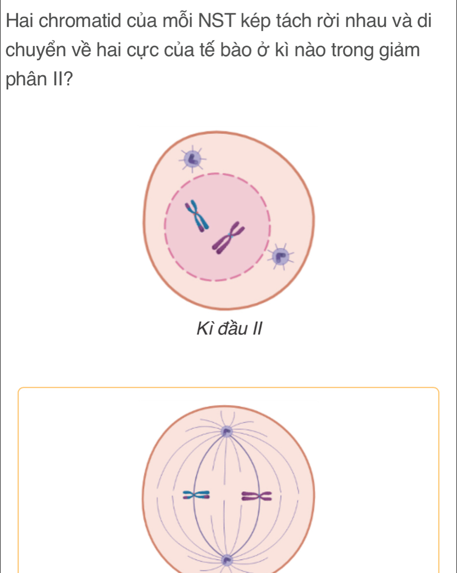 Hai chromatid của mỗi NST kép tách rời nhau và di 
chuyển về hai cực của tế bào ở kì nào trong giảm 
phân II?