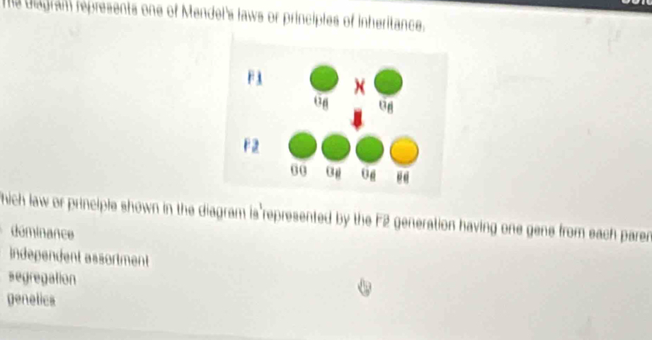 Te biagram represents one of Mendel's laws or principles of inheritance.
hich law or principle shown in the diagram is represented by the F2 generation having one gene from each parer
déminance
Independent assortment
segregation
genelica