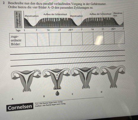 Beschreibe nun den dazu parallel verlaufenden Vorgang in der Gebärmutter. 
Ordne hierzu die vier Bilder A-D den passenden Zyklustagen zu. 
Aufbau der Schleimhaut 
Aufbau der Schleimhaut Menstruation tion Menstrua- 
Menstruation 
it 
Tage , 7 14 21 28/1 7 14 21 28 /1 7
zuge- 
ordnete 
Bilder: 
_ 
_ 
Cornelsen Text: Alle Rechte liegen beim Verlag Grafiken: Alle Rechte legen beim Verlag