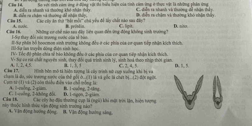 So với tính cảm ứng ở động vật thì biểu hiện của tính cám ứng ở thực vật là những phản ứng
A. diễn ra nhanh và thường khó nhận thây. C. diễn ra nhanh và thường dễ nhận thấy.
B. diễn ra chậm và thường dễ nhận thấy, D. diễn ra chậm và thường khó nhận thây.
Câu 15. Các cây ăn thịt “bắt mồi” chủ yếu để lấy chất nào sau đây?
A. nước. B. prôtêin. C. lipit. D. nitσ.
Câu 16. Những cơ chế nào sau đây liên quan đến ứng động không sinh trưởng?
I-Sự thay đổi sức trương nước của tế bào.
II-Sự phân bổ hoocmon sinh trường không đều ở các phía của cơ quan tiếp nhận kích thích.
III-Sự lan truyền dòng điện sinh học.
IV- Tốc độ phân chia tế bào không đều ở các phía của cơ quan tiêp nhận kích thích.
V- Sự co rút chất nguyên sinh, thay đổi quá trình sinh lý, sinh hoá theo nhịp thời gian.
A. 1, 2, 4,5. B. 1, 3, 5 C. 2, 4, 5. D. 1, 5.
Câu 17. Hình bên mô tả hiện tượng lá cây trinh nữ cụp xuồng khi bị va
chạm là do, sức trương nước của thế gối ở...(1) lá và gốc lá chét bị...(2) đột ngột.
Cụm từ (1) và (2) còn thiếu điền vào chỗ trống là:
A. 1-cuống, 2-giảm. B. 1-cuống, 2-tăng.
C. 1-cuống, 2-không đổi. D. 1-ngọn, 2-giảm.
Câu 18. Các cây họ đậu thường cụp lá (ngủ) khi mặt trời lặn, hiện tượng
này thuộc hình thức vận động sinh trưởng nào?
A. Vận động hướng động. B. Vận động hướng sáng,