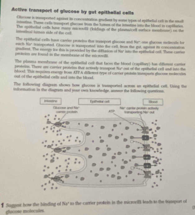 Active transport of glucose by gut epithelial cells
Clucose is transported against its concentration gradient by some types of epithelial cell in the small
intestine. These cells transport glucose from the lumen of the intestine into the blood in capillaries.
The epithelial cells have many microvilli (foldings of the plasma/cell surface membrane) on the
intestinal lumen side of the cell
The epithelial cells have carrier proteins that transport glucose and Na*: one glucose molecule for
each Na* transported. Glucose is transported into the cell, from the gut, against its concentration
gradient. The energy for this is provided by the diffusion of Na* into the epithelial cell. These carrier
proteins are found in the membrane of the microvilli.
The plasma membrane of the epithelial cell that faces the blood (capillary) has different carrier
proteins. There are carrier proteins that actively transport Na^+ out of the epithelial cell and into the
blood. This requires energy from ATP A different type of carrier protein transports glucose molecules
out of the epithelial cells and into the blood.
The following diagram shows how glucose is transported across an epithelial cell. Using the
information in the diagram and your own knowledge, answer the following questions.
1 Suggest how the binding of Na^+ to the carrier protein in the microvilli leads to the transport of
p
glucose molecules.