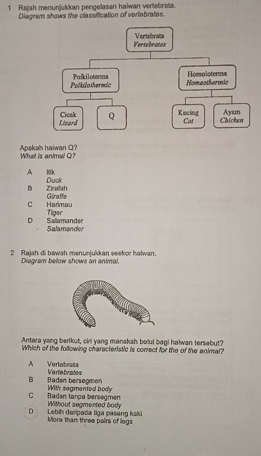 Rajah menunjukkan pengelasan halwan vertebrata.
Diagram shows the classification of vertebrates.
Apakah haiwan Q?
What is animal Q?
A ltik
Duck
B Zirafah
Giraffe
C Harimau
Tiger
D Salamander
Salamander
2 Rajah di bawah menunjukkan seekor haiwan.
Diagram below shows an animal.
Antara yang berikut, cirl yang manakah betul bagi haiwan tersebut?
Which of the following characteristic is correct for the of the animal?
A Vertebrata
Vertebrates
B Badan bersegmen
With segmented body
C Badan tanpa bersegmen
Without segmented body
D Lebih daripada tiga pasang kaki
More than three pairs of legs