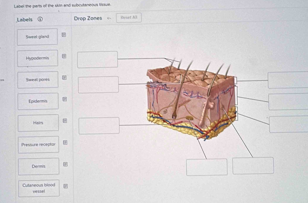 Solved: Label the parts of the skin and subcutaneous tissue. Labels ...