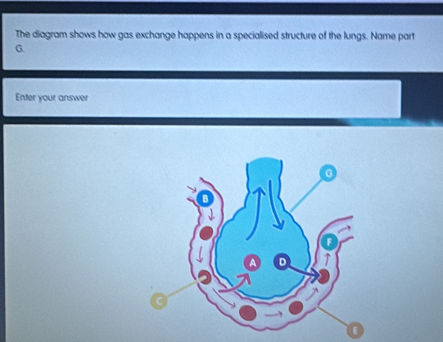 The diagram shows how gas exchange happens in a specialised structure of the lungs. Name part 
G 
Enter your answer