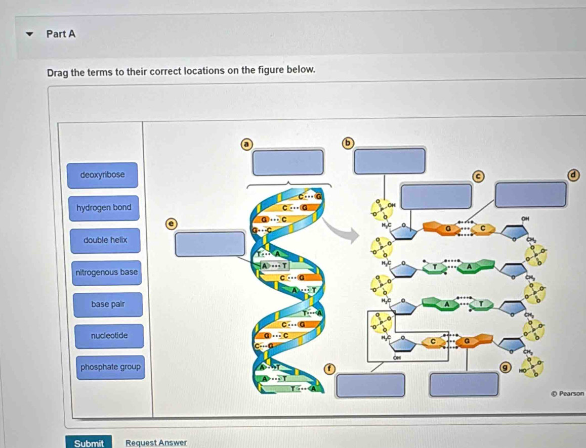 Drag the terms to their correct locations on the figure below.
deoxyribose a
hydrogen bond
double helix
nitrogenous base
base pair
nucleotide
phosphate group
Pearson
Submit Request Answer