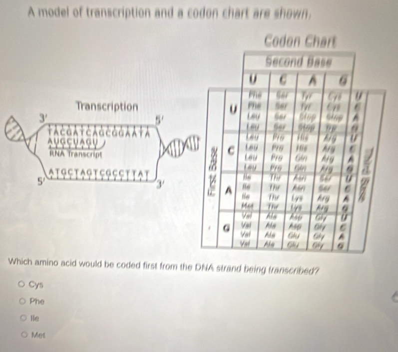 A model of transcription and a codon chart are shown,
Transcription
3'
5'
+λささλ+さλΔとδ★λλ
AUGCUAGU
RNA transcript
ATSc TAG T EG EcT TaT
5'
3'
Which amino acid would be coded first from the DNA strand being transcribed?
Cys
Phe
He
Met