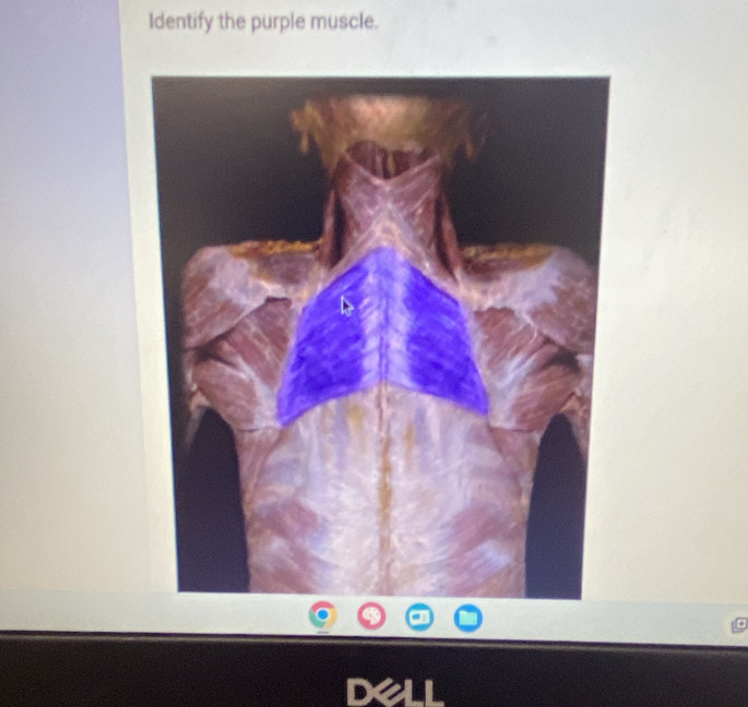 Identify the purple muscle.