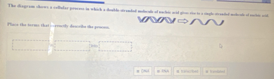 The diagram shows a cellular process in which a double-stranded molecule of nucleic acid gives rise to a single-stranded molecule of nucleic acid. 
Place the terms that correctly describe the process. 
into 
π DNA # RNA # transcribed # translated