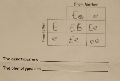 The genotypes are 
_ 
The phenotypes are_