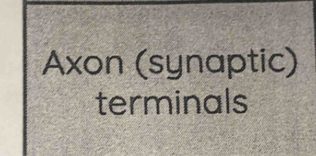 Axon (synaptic) 
terminals