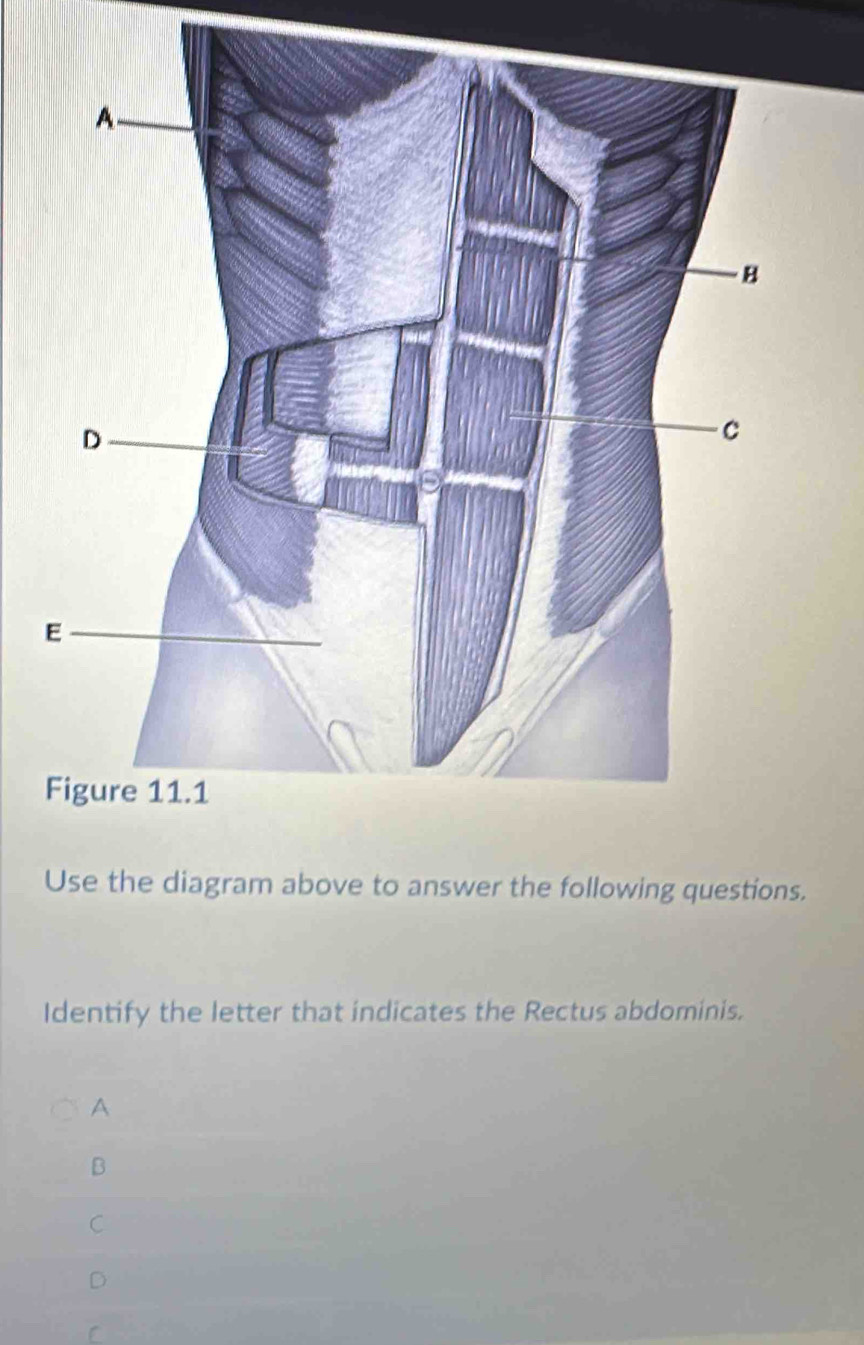 Use the diagram above to answer the following questions.
Identify the letter that indicates the Rectus abdominis.
A
B
C