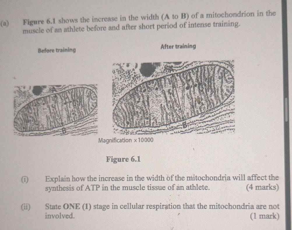 Figure 6.1 shows the increase in the width (A to B) of a mitochondrion in the
muscle of an athlete before and after short period of intense training.
Before training After training
Magnifica
Figure 6.1
(i) Explain how the increase in the width of the mitochondria will affect the
synthesis of ATP in the muscle tissue of an athlete. (4 marks)
(ii) State ONE (1) stage in cellular respiration that the mitochondria are not
involved. (1 mark)