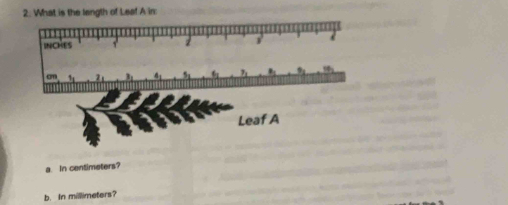 What is the length of Leaf A in 
a. In centimeters? 
b. In millimeters?