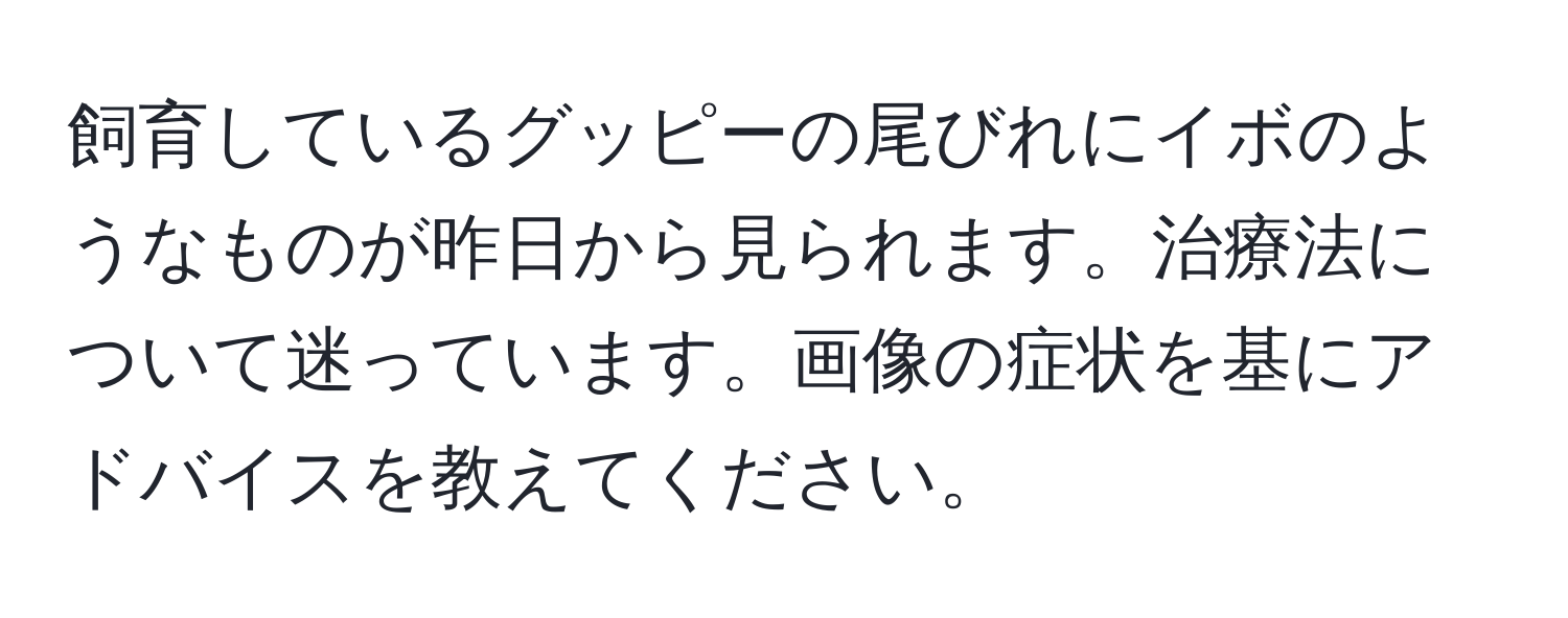 飼育しているグッピーの尾びれにイボのようなものが昨日から見られます。治療法について迷っています。画像の症状を基にアドバイスを教えてください。