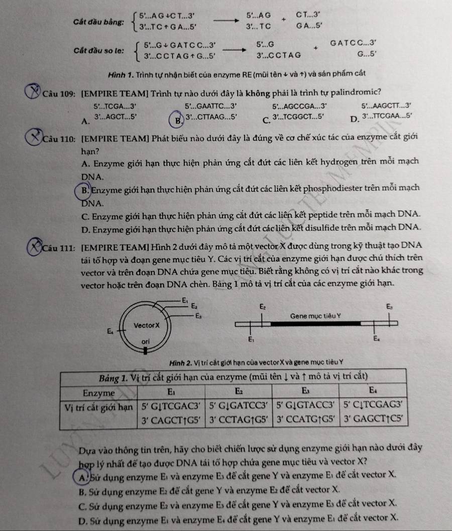 Cắt đầu bằng: beginarrayl 5'..AG+CT...3' 3'..TC+GA...5'endarray. to beginarrayr 5'..AG 3'..TC&GA...S'endarray
Cắt đầu so le: beginarrayl 5Li..G+GATCC...3^r 3^..CCTAG+G...5^rendarray. to .CCTA..TA^CTCC..3^r 3^..CCTAG+G...5^rendarray.
Hình 1. Trình tự nhận biết của enzyme RE (mũi tên + và 1) và sản phẩm cát
* Câu 109: [EMPIRE TEAM] Trình tự nào dưới đây là không phải là trình tự palindromic?
S'..TCGA...3' 5'...GAATTC... 3' 5'..AGCCGA...3' 5'... AGCT T. . 3'
A.
3∴ AGC .5' B..5' C. 3'..TCGGCT...5' D. 3...TTCGAA... 5'
3'...CTTAAG..
* Cầu 110: [EMPIRE TEAM] Phát biểu nào dưới đây là đúng về cơ chế xúc tác của enzyme cắt giới
hạn?
A. Enzyme giới hạn thực hiện phản ứng cắt đứt các liên kết hydrogen trên mỗi mạch
DNA.
B. Enzyme giới hạn thực hiện phản ứng cắt đứt các liên kết phosphodiester trên mỗi mạch
DNA.
C. Enzyme giới hạn thực hiện phản ứng cắt đứt các liên kết peptide trên mỗi mạch DNA.
D. Enzyme giới hạn thực hiện phản ứng cắt đứt các liên kết disulfide trên mỗi mạch DNA.
Cầu 111: [EMPIRE TEAM] Hình 2 dưới đây mô tả một vector X được dùng trong kỹ thuật tạo DNA
tái tố hợp và đoạn gene mục tiêu Y. Các vị trí cắt của enzyme giới hạn được chú thích trên
vector và trên đoạn DNA chứa gene mục tiêu. Biết rằng không có vị trí cắt nào khác trong
vector hoặc trên đoạn DNA chèn. Bảng 1 mô tả vị trí cắt của các enzyme giới hạn.
 
Hình 2. Vị trí cắt giới hạn của vector X và gene mục tiêu Y
Bảng 1. Vị trí cắt giới hạn của enzyme (mũi tên ↓ và ↑ mô tả vị trí cắt)
Enzyme E_1 E_2 Es
E_4
Vị trí cắt giới hạn 5' G↓TCGAC3 5' G↓GATCC3′ 5'Gdownarrow GTACC3 5' C↓TCGAG3′
3' CAGCT↑G5' 3' CCT AG1G5' 3'CCATGTG5' 3' GAGCT↑C5′
Dựa vào thông tin trên, hãy cho biết chiến lược sử dụng enzyme giới hạn nào dưới đây
hợp lý nhất để tạo được DNA tái tố hợp chứa gene mục tiêu và vector X?
A. Sứ dụng enzyme El và enzyme Es để cắt gene Y và enzyme Et để cắt vector X.
B. Sứ dụng enzyme E₂ để cắt gene Y và enzyme E₂ để cắt vector X.
C. Sứ dụng enzyme E₂ và enzyme Es để cắt gene Y và enzyme E₃ để cắt vector X.
D. Sứ dụng enzyme E_1 và enzyme El để cắt gene Y và enzyme El để cắt vector X.