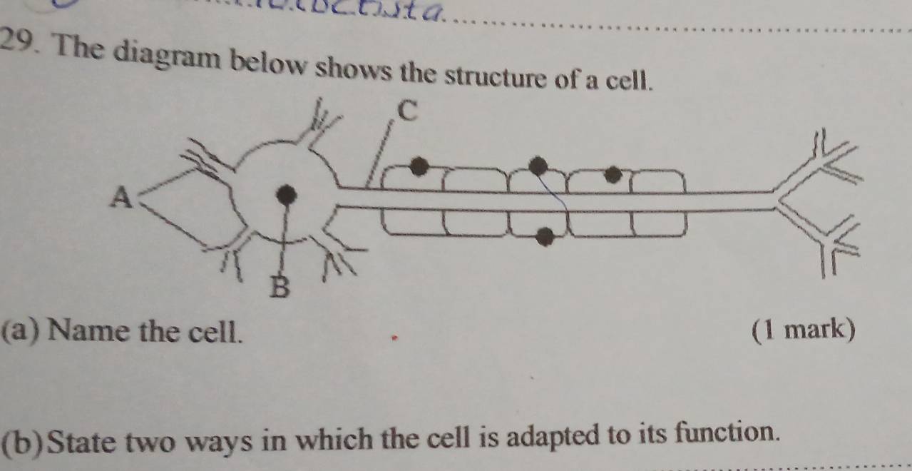 The diagram below shows the structure of a cell. 
(a) Name the cell. (1 mark) 
(b)State two ways in which the cell is adapted to its function.