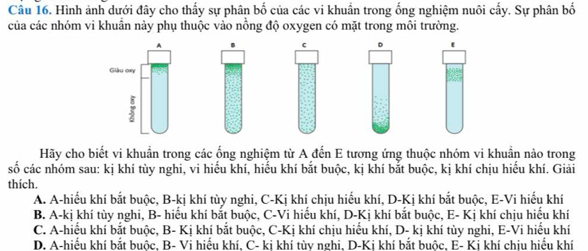 Cầu 16. Hình ảnh dưới đây cho thấy sự phân bố của các vi khuẩn trong ống nghiệm nuôi cấy. Sự phân bố
của các nhóm vi khuân này phụ thuộc vào nồng độ oxygen có mặt trong môi trường.
A B c D
Giàu oxy
Hãy cho biết vi khuẩn trong các ống nghiệm từ A đến E tương ứng thuộc nhóm vi khuẩn nào trong
số các nhóm sau: kị khí tùy nghi, vi hiếu khí, hiểu khí bắt buộc, kị khí bắt buộc, kị khí chịu hiểu khí. Giải
thích.
A. A-hiếu khí bắt buộc, B-kị khí tùy nghi, C-Kị khí chịu hiếu khí, D-Kị khí bắt buộc, E-Vi hiếu khí
B. A-kị khí tùy nghi, B- hiểu khí bắt buộc, C-Vi hiểu khí, D-Kị khí bắt buộc, E- Kị khí chịu hiểu khí
C. A-hiếu khí bắt buộc, B- Kị khí bắt buộc, C-Kị khí chịu hiểu khí, D- kị khí tùy nghi, E-Vi hiểu khí
D. A-hiếu khí bắt buộc, B- Vi hiếu khí, C- ki khí tùy nghi, D-Ki khí bắt buộc, E- Ki khí chiu hiếu khí