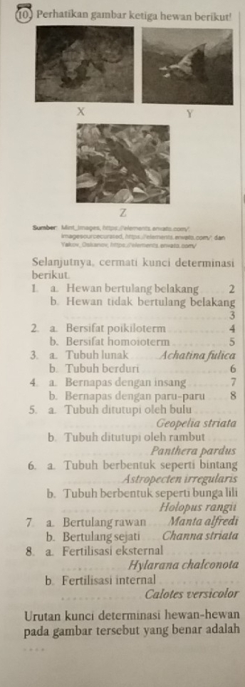 Perhatikan gambar ketiga hewan berikut!
X
Y
Z
Sumber: Mint_Jmages, https:./'elements. enxats.com/:
imagesourcecurated, https.://elements.envats.com/; dan
Yakov_Oskanov, https:.s'elements. envato.com/
Selanjutnya, cermati kunci determinasi
berikut.
1. a. Hewan bertulang belakang 2
b. Hewan tidak bertulang belakang
3
2. a. Bersifat poikiloterm 4
b. Bersifat homoioterm 5
3. a. Tubuh lunak Achatina fulica
b. Tubuh berduri 6
4. a. Bernapas dengan insang - 7
b. Bernapas dengan paru-paru 8
5. a. Tubuh ditutupi oleh bulu
Geopelia striata
b. Tubuh ditutupi oleh rambut
Panthera pardus
6. a. Tubuh berbentuk seperti bintang
Astropecten irregularis
b. Tubuh berbentuk seperti bunga lili
Holopus rangii
7 a. Bertulang rawan Manta alfredi
b. Bertulang sejati Channa striata
8. a. Fertilisasi eksternal
Hylarana chalconota
b. Fertilisasi internal
Calotes versicolor
Urutan kunci determinasi hewan-hewan
pada gambar tersebut yang benar adalah