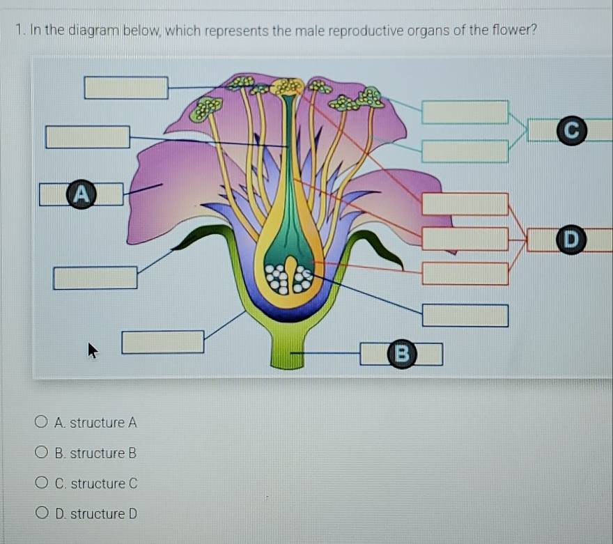 Solved: In the diagram below, which represents the male reproductive ...