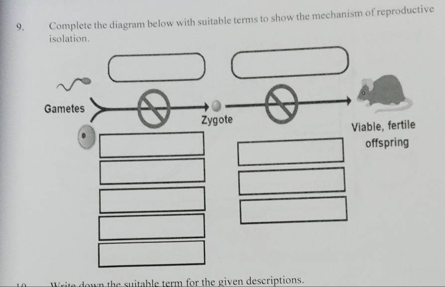 Complete the diagram below with suitable terms to show the mechanism of reproductive 
isolation. 
Gametes 
Zygote 
Viable, fertile 
offspring 
w n th e su itab le term for the given descriptions.