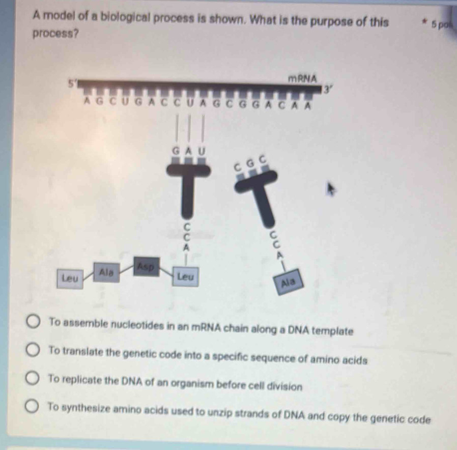 A model of a biological process is shown. What is the purpose of this 5 pol
process?
To assemble nucleotides in an mRNA chain along a DNA template
To translate the genetic code into a specific sequence of amino acids
To replicate the DNA of an organism before cell division
To synthesize amino acids used to unzip strands of DNA and copy the genetic code