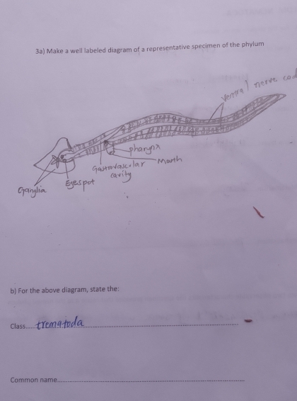 3a) Make a well labeled diagram of a representative specimen of the phylum 
b) For the above diagram, state the: 
Class 
_ 
Common name._