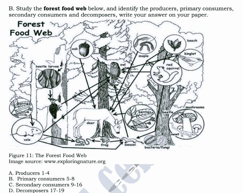 Study the forest food web below, and identify the producers, primary consumers,
secondary consumers and decomposers, write your answer on your paper.
Figure 11: The Forest Food Web
Image source: www.exploringnature.org
A. Producers 1-4
B. Primary consumers 5-8
C. Secondary consumers 9-16
D. Decomposers 17-19