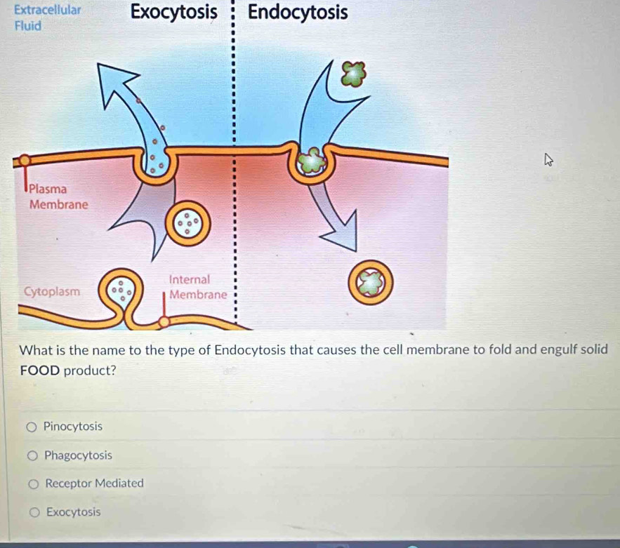 Extracellular Exocytosis Endocytosis
F
ld and engulf solid
FOOD product?
Pinocytosis
Phagocytosis
Receptor Mediated
Exocytosis