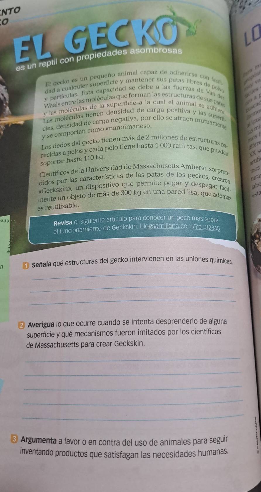 NTO
o
EL GECKO
es un reptil con propiedades asombrosas
ra  m
El gecko es un pequeño animal capaz de adherirse con faci ropós
dad a cualquier superficie y mantener sus patas libres de polvo 
mùy va
y partículas. Esta capacidad se debe a las fuerzas de Van der ciles
Waals entre las moléculas que forman las estructuras de sus patas
vy las moléculas de la superficie a la cual el animal se adhiere buscae    
Las moléculas tienen densidad de carga positiva y las superñi
jomo
cies, densidad de carga negativa, por ello se atraen mutuamente
af igua
y se comportan como «nanoimanes».
mos las mì
Los dedos del gecko tienen más de 2 millones de estructuras pa difere
recidas a pelos y cada pelo tiene hasta 1 000 ramitas, que pueden XX s
soportar hasta 110 kg.
artif
Científicos de la Universidad de Massachusetts Amherst, sorpren
mos
didos por las características de las patas de los geckos, crearon
tura
«Geckskin», un dispositivo que permite pegar y despegar fácil-
labo
mente un objeto de más de 300 kg en una pared lisa, que además
esta
es reutilizable.
, 
Revisa el siguiente artículo para conocer un poco más sobre
el funcionamiento de Geckskin: blogsantillana.com/?p=32345
n * Señala qué estructuras del gecko intervienen en las uniones químicas.
_
_
_
② Averigua lo que ocurre cuando se intenta desprenderlo de alguna
superficie y qué mecanismos fueron imitados por los científicos
de Massachusetts para crear Geckskin.
_
_
_
_
_
③ Argumenta a favor o en contra del uso de animales para seguir
inventando productos que satisfagan las necesidades humanas.