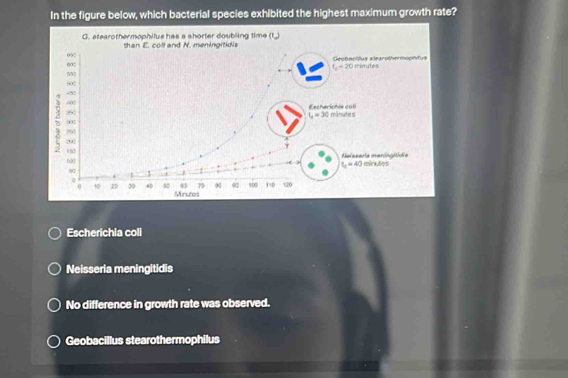 In the figure below, which bacterial species exhibited the highest maximum growth rate?
G. stearothermophilus has a shorter doubling time (1,_ )
Geobacillus slearothermophitus minutes
t_1-20
cheriches coli
L_1=30
minutes
Neiaseria maningitídia
t_1=40 minutes
Escherichia coli
Neisseria meningitidis
No difference in growth rate was observed.
Geobacillus stearothermophilus