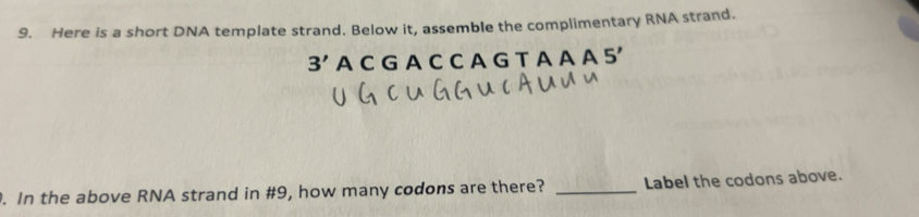 Solved: Here is a short DNA template strand. Below it, assemble the ...