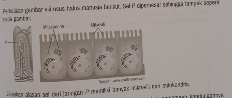 Perhatikan gambar vili usus halus manusia berikut. Sel P diperbesar sehingga tampak seperti 
pada gambar. 
Jelaskan alasan sel dari jaringan P memiliki banyak mikrovili dan mitokondria. 
maan kandungannva