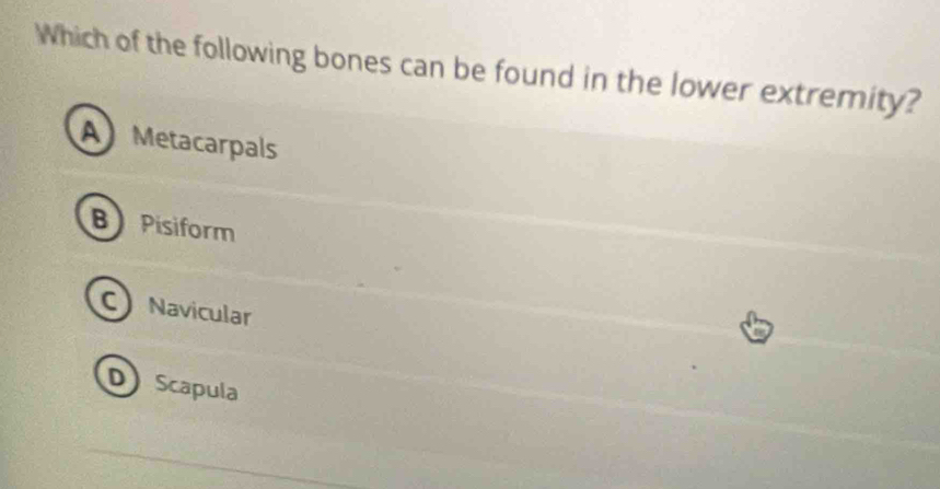 Which of the following bones can be found in the lower extremity?
A Metacarpals
B Pisiform
C Navicular
DScapula