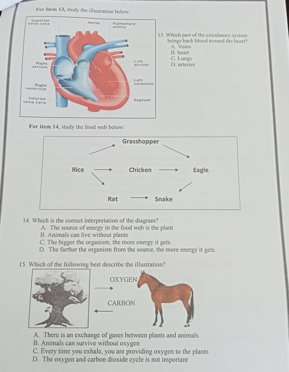 For Item 13, study the illustration below:
. Which part of the circulatory system
brings back blood toward the heart?
A. Veins
B. heart
C. Lungs
D. arteries
For item 14, study the food web below:
14. Which is the correct interpretation of the diagram?
A. The source of energy in the food web is the plant
B. Animals can live without plants
C. The bigger the organism, the more energy it gets.
D. The farther the organism from the source, the more energy it gets.
15. Which of the following best describe the illustration?
A. There is an exchange of gases between plants and animals
B. Animals can survive without oxygen
C. Every time you exhale, you are providing oxygen to the plants
D. The oxygen and carbon dioxide cycle is not important