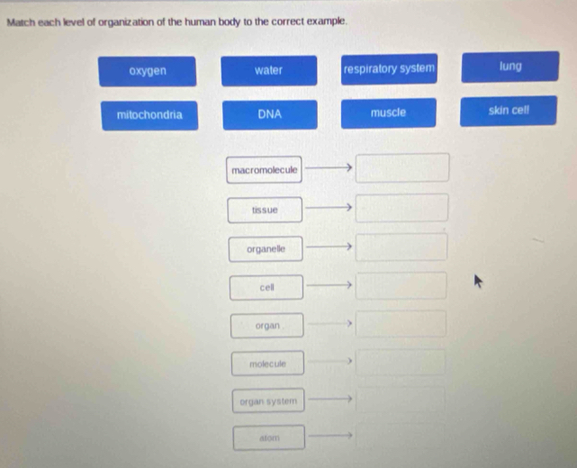 Match each level of organization of the human body to the correct example.
oxygen water respiratory system lung
mitochondria DNA muscle skin cel!
macromolecule
tissue
organelle
cell
organ .
molecule
organ system
atom