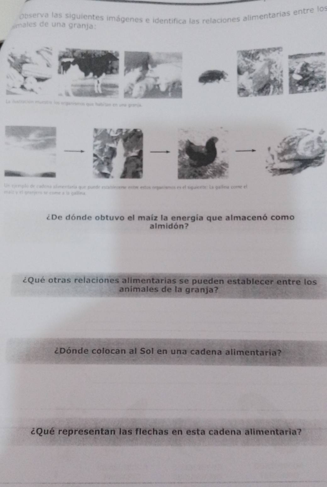 Observa las siguientes imágenes e identífica las relaciones alimentarias entre los 
emales de una granja: 
cración murstia los organismos que habitan en una granja. 
Un ejemplo de cadena alimentaría que puede establecene entre estos organismos es el siguiente. La gallina come el 
maiz y el granjero se come a la gallina. 
¿De dónde obtuvo el maíz la energía que almacenó como 
almidón? 
¿Qué otras relaciones alimentarias se pueden establecer entre los 
animales de la granja? 
¿Dónde colocan al Sol en una cadena alimentaria? 
¿Qué representan las flechas en esta cadena alimentaria?