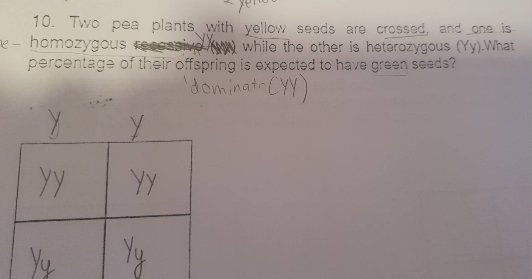 Two pea plants with yellow seeds are crossed, and one is 
homozygous AMN while the other is heterozygous (Yy).What 
percentage of their offspring is expected to have green seeds?