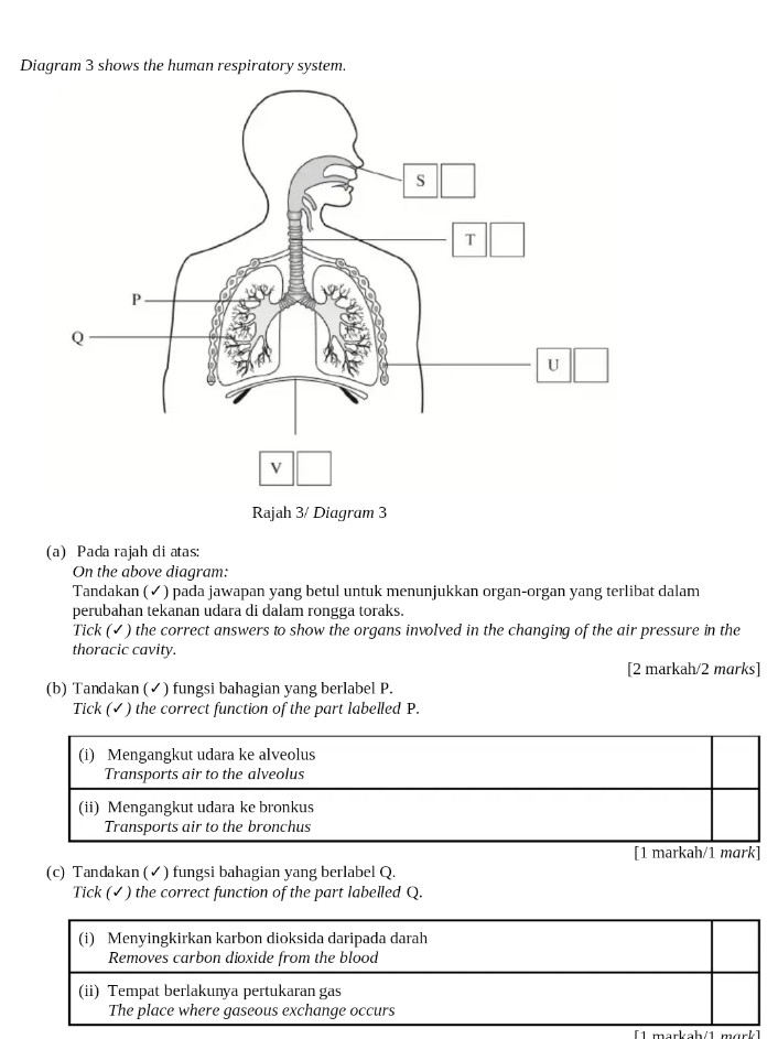 Diagram 3 shows the human respiratory system. 
Rajah 3/ Diagram 3 
(a) Pada rajah di atas: 
On the above diagram: 
Tandakan (✓) pada jawapan yang betul untuk menunjukkan organ-organ yang terlibat dalam 
perubahan tekanan udara di dalam rongga toraks. 
Tick (✓) the correct answers to show the organs involved in the changing of the air pressure in the 
thoracic cavity. 
[2 markah/2 marks] 
(b) Tandakan (✓) fungsi bahagian yang berlabel P. 
Tick (✓) the correct function of the part labelled P. 
[1 markah/1 mɑrk] 
(c) Tandakan (✓) fungsi bahagian yang berlabel Q. 
Tick (✓ ) the correct function of the part labelled Q.