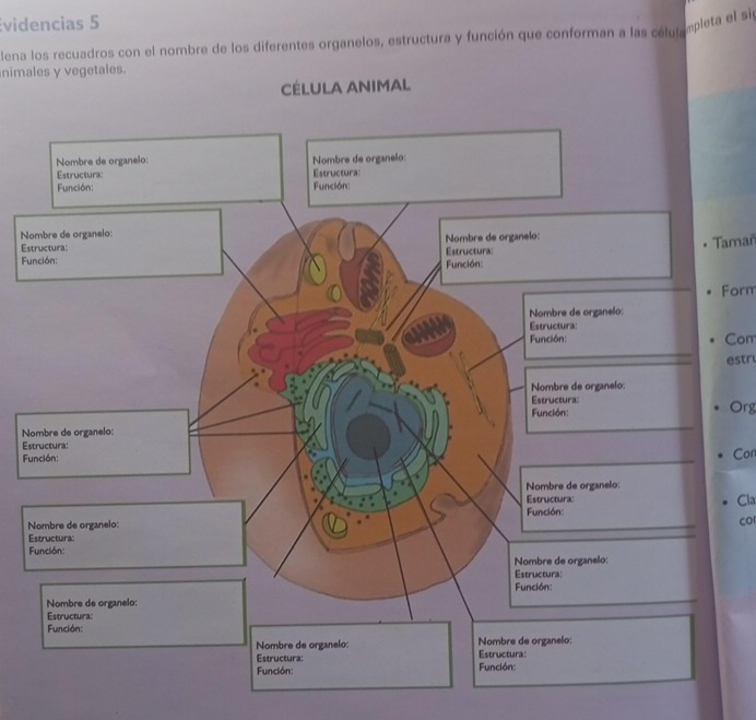 Evidencias 5 
lena los recuadros con el nombre de los diferentes organelos, estructura y función que conforman a las celulampleta el si 
nimales y vegetales. 
CÉLULA ANIMAL 
No 
Es 
FuTama 
Form 
Com 
estr 
Org 
No 
EsCon 
Fu 
Cla 
N 
CO 
E 
F