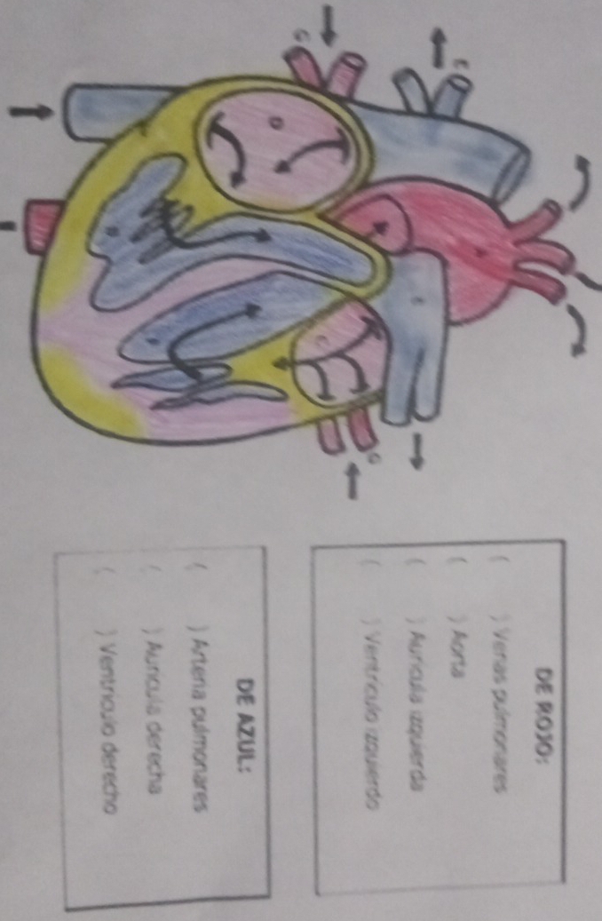 DE ROJO: 
) Venas pulmonares 
) Aorta 
) Aurícula izquierda 
) Ventrículo izquierdo 
DE AZUL: 
) Arteria pulmonares 
1 ) Aurícula derecha 
 ) Ventrículo derecho