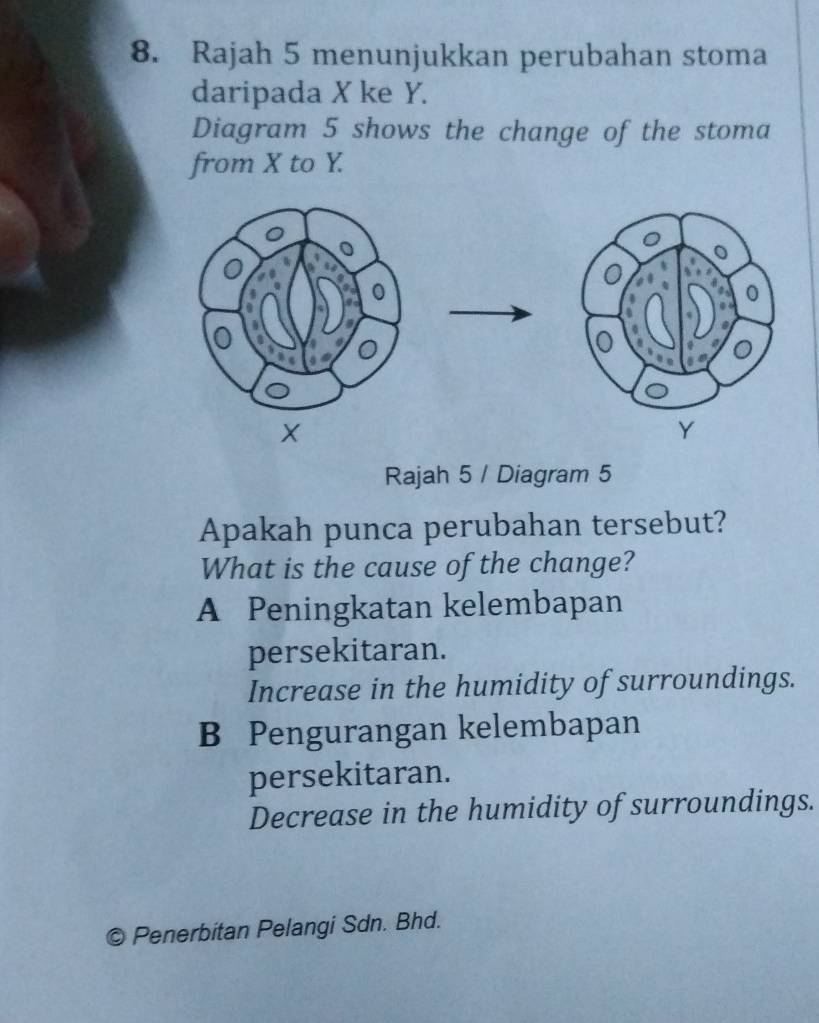 Rajah 5 menunjukkan perubahan stoma
daripada X ke Y.
Diagram 5 shows the change of the stoma
from X to Y.
X
Rajah 5 / Diagram 5
Apakah punca perubahan tersebut?
What is the cause of the change?
A Peningkatan kelembapan
persekitaran.
Increase in the humidity of surroundings.
B Pengurangan kelembapan
persekitaran.
Decrease in the humidity of surroundings.
© Penerbitan Pelangi Sdn. Bhd.