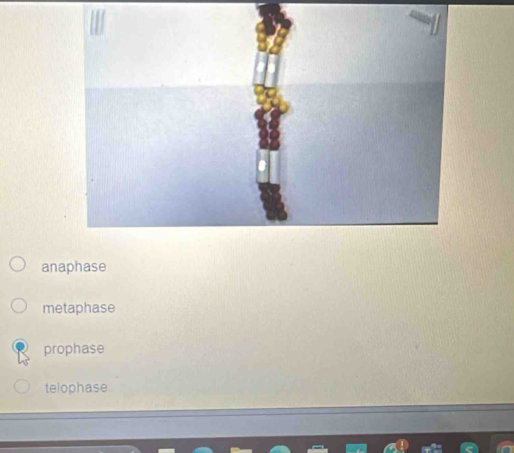 anaphase
metaphase
prophase
telophase