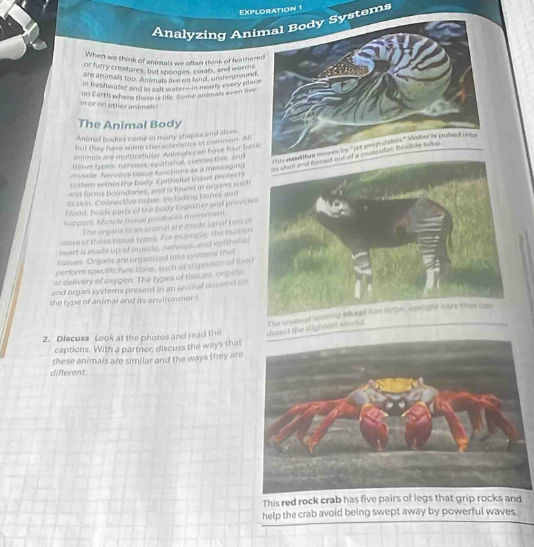 EXPLORATION 1 
Analyzing Anistems 
When we think of animals we often think of feather 
or furry creatures, but sponges, corals, and worms 
are animals too. Anim sP00s on land, underground 
in freshwater and in calt watef— in nearly every plac 
on Earth where there is life. Some animals even live 
in or on other animals 
The Animal Body 
Animal bodies come in many shapes and sizes. 
but they have some characteristics in common. All 
animals are multicellular. Animals can have four basi 
tissue types: nervous, epithelial, connective, and 
muscle Nervous tissue functions as a messaging 
system within the body. Epithelial tissue protect" 
and forms boundaries, and is found in organs such 
as skin. Connective tssue, including bones and 
blood, holds parts of the body toyether and provid 
support. Muscle tissue produces mayement. 
The organs in an antmal are made up of two o 
more of these tissue types. For mample, the human 
beart is made up of muscle, nervous, and epithetial 
tissues. Organs are organized into systems that 
perform specific functions, such as digestion of fool 
or delivery of oxygen. The types of rissues, organs. 
and organ systems present in an animal depend on 
the type of animal and its environment 
The un 
2. Discuss Look at the photos and read the detect the slightest sound. 
captions. With a partner, discuss the ways that 
these animals are similar and the ways they are 
different. 
This red rock crab has five pairs of legs that grip rocks and 
help the crab avoid being swept away by powerful waves.