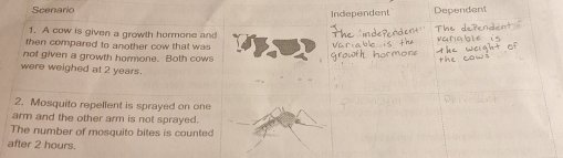 Scenario 
Independent 
1. A cow is given a growth hormone and 
then compared to another cow that was 
not given a growth hormone. Both cows 
were weighed at 2 years. 
2. Mosquito repellent is sprayed on one 
arm and the other arm is not sprayed. 
The number of mosquito bites is counted 
after 2 hours.