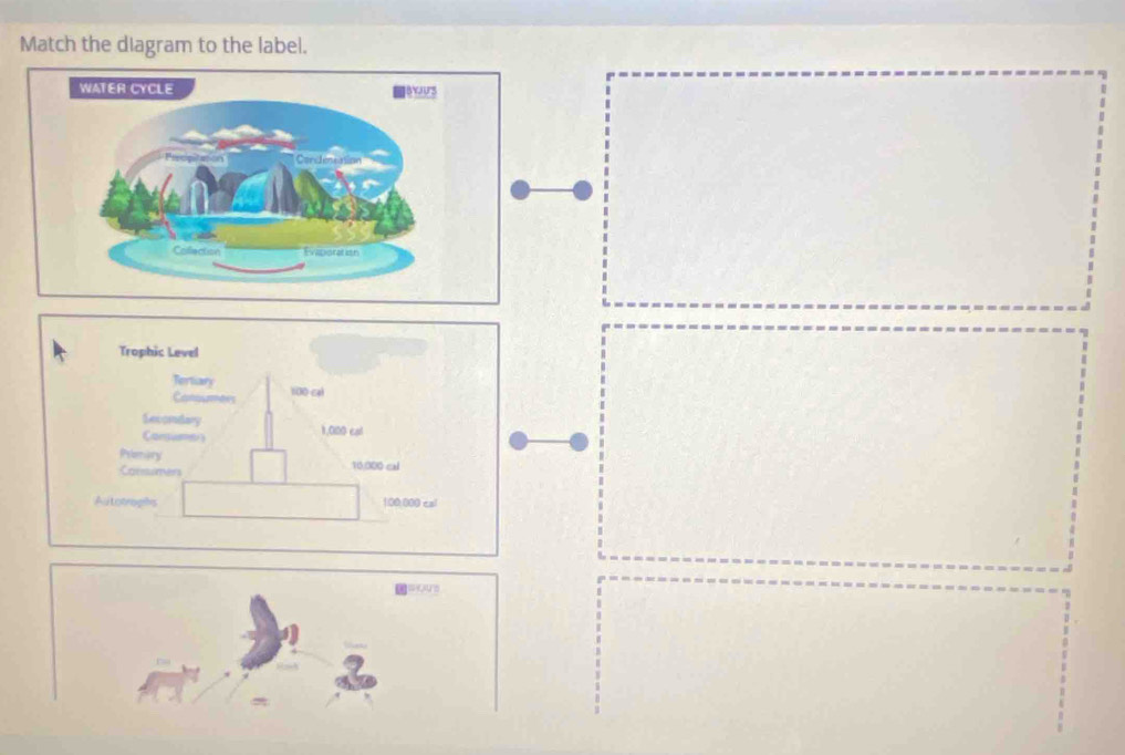 Match the diagram to the label.