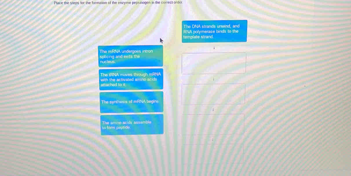 Place the steps for the formation of the enzyme pepsinogen in the correct order 
The DNA strands unwind, and 
RNA polymerase binds to the 
template strand. 
1 
The mRNA undergoes intron 
splicing and exits the 
nucleus. 
The tRNA moves through mRNA 
with the activated amino acids
4
attached to it 
The synthesis of mRNA begins
1
The amino acids assemble 
to farm peptide.