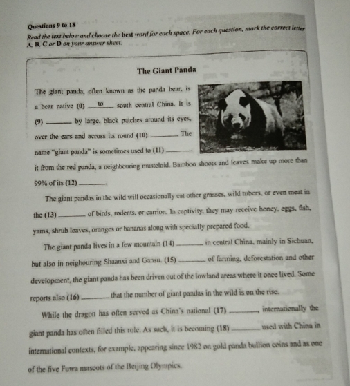 to 18 
Read the text below and choose the best word for each space. For each question, mark the correct letter 
A. B, C or D on your answer sheet. 
The Giant Panda 
The giant panda, often known as the panda bear, is 
a bear native (0) ___⑩___ south central China. It i 
(9) _by large, black patches around its eyes 
over the ears and across its round (10) _Th 
name ''giant panda'' is sometimes used to (11)_ 
it from the red panda, a neighbouring musteloid. Bamboo shoots and leaves make up more than
99% of its (12)_ 
The giant pandas in the wild will occasionally cat other grasses, wild tubers, or even meat in 
the (13)_ of birds, rodents, or carrion. In captivity, they may receive honey, eggs, fish, 
yams, shrub leaves, oranges or bananas along with specially prepared food. 
The giant panda lives in a few mountain (14) _in central China, mainly in Sichuan, 
but also in neighouring Shaanxi and Gansu. (15) _of farming, deforestation and other 
development, the giant panda has been driven out of the lowland areas where it once lived. Some 
reports also (16) _that the number of giant pandas in the wild is on the rise. 
While the dragon has often served as China's national (17) _internationally the 
giant panda has often filled this role. As such, it is becoming (18) _used with China in 
international contexts, for example, appearing since 1982 on gold panda bullion coins and as one 
of the five Fuwa mascots of the Beijing Olympics.