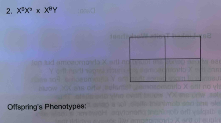 X^BX^b* X^BY
Offspring's Phenotypes: